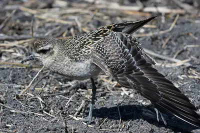 AFボーグ BORG71FLで撮影した野鳥・の写真画像