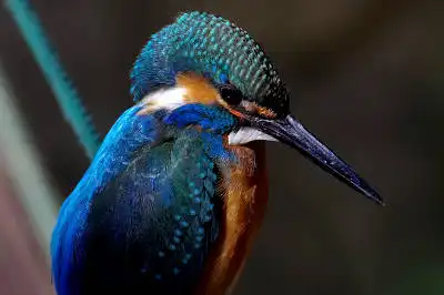 AFボーグ BORG71FLで撮影した野鳥・カワセミの写真画像