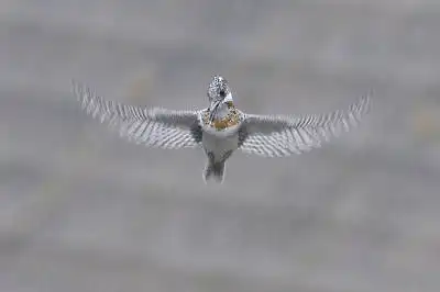 AFボーグ BORGで撮影した野鳥・ヤマセミの写真画像
