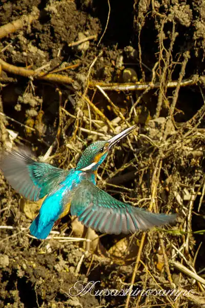 AFボーグ BORG71FLで撮影した野鳥・カワセミの写真画像