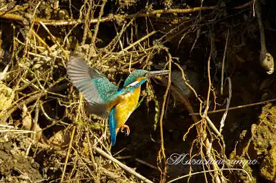 AFボーグ BORG71FLで撮影した野鳥・カワセミの写真画像