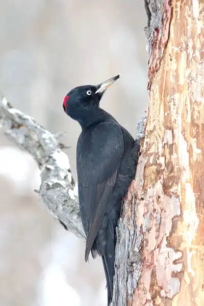 AFボーグ BORG67FLで撮影した野鳥・クマゲラの写真画像