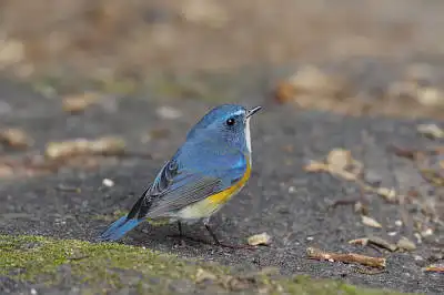 AFボーグ BORG71FLで撮影した野鳥・ルリビタキの写真画像
