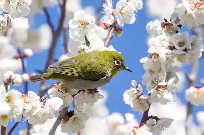 AFボーグ BORG71FLで撮影した野鳥・メジロの写真画像