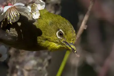BORG50FLで撮影した野鳥・メジロの写真画像