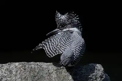 BORG50FLで撮影した野鳥・ヤマセミの写真画像