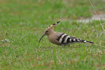AFボーグ BORG90FLで撮影した野鳥・ヤツガシラの写真画像