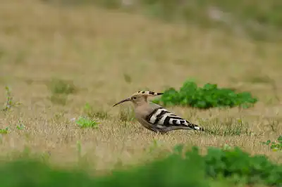AFボーグ BORG90FLで撮影した野鳥・ヤツガシラの写真画像