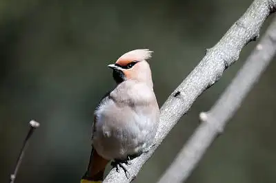 BORG71FLで撮影した野鳥・ヒレンジャクの写真画像