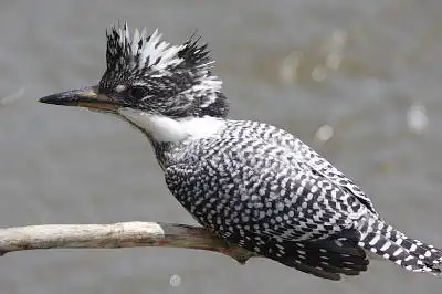 AFボーグ BORG77EDIIで撮影した野鳥・ヤマセミの写真画像