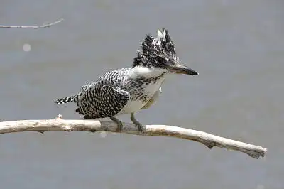 AFボーグ BORG77EDIIで撮影した野鳥・ヤマセミの写真画像