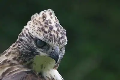 AFボーグ BORG90FLで撮影した野鳥・クマタカの写真画像