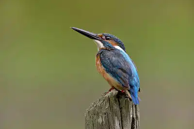 BORG89EDで撮影した野鳥・カワセミの写真画像