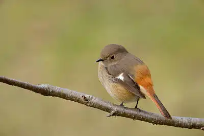 BORG45EDⅡで撮影した野鳥・ジョウビタキの写真画像