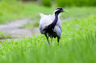 AFボーグ BORG71FLで撮影した野鳥・アネハヅルの写真画像