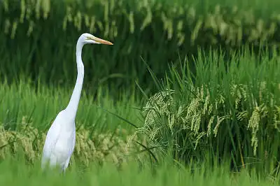 BORG71FLで撮影した野鳥・シラサギの写真画像
