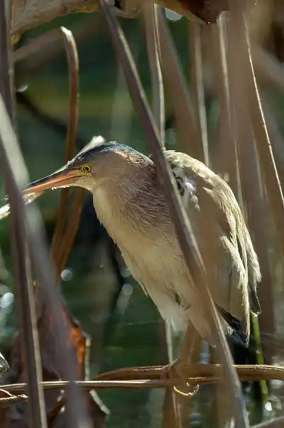AFボーグ BORG90FLで撮影した野鳥・ヨシゴイの写真画像