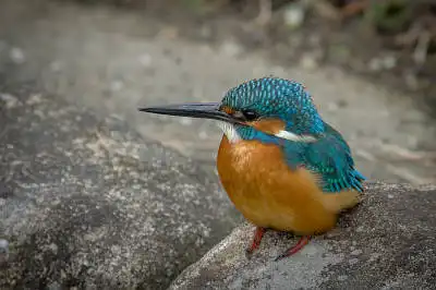 AFボーグ BORG90FLで撮影した野鳥・カワセミの写真画像