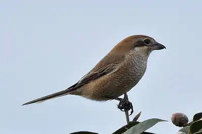 BORG71FLで撮影した野鳥・モズの写真画像