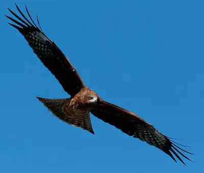 BORG71FLで撮影した野鳥・トンビの写真画像