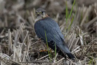 AFボーグ BORG71FLで撮影した野鳥・コチョウゲンボウの写真画像
