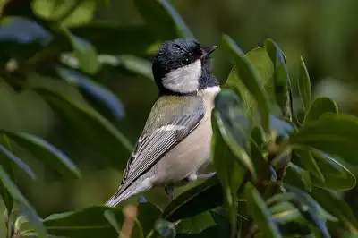 AFボーグ BORG71FLで撮影した野鳥・シジュウカラの写真画像