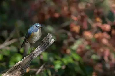 AFボーグ BORG90FLで撮影した野鳥・ルリビタキの写真画像