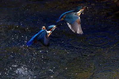 AFボーグ BORG71FLで撮影した野鳥・カワセミの写真画像