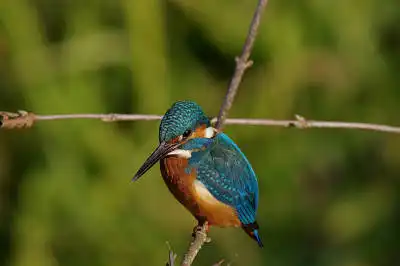 AFボーグ BORG90FLで撮影した野鳥・カワセミの写真画像