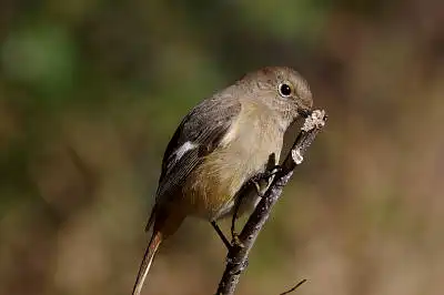 AFボーグ BORG77EDⅡで撮影した野鳥・ジョウビタキの写真画像