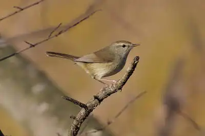 AFボーグ BORG77EDⅡで撮影した野鳥・ウグイスの写真画像