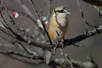 AFボーグ BORG71FLで撮影した野鳥・モズの写真画像