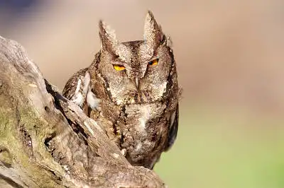 BORG90FLで撮影した野鳥・の写真画像