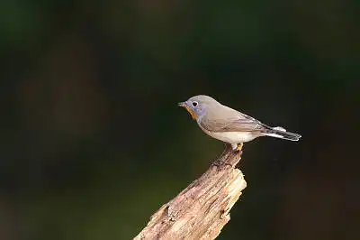 BORG90FLで撮影した野鳥・ニシオジロビタキの写真画像