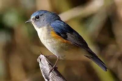 AFボーグ BORG71FLで撮影した野鳥・ルリビタキの写真画像