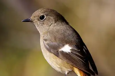 AFボーグ BORG71FLで撮影した野鳥・ジョウビタキの写真画像