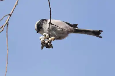 AFボーグ BORG71FLで撮影した野鳥・エナガの写真画像