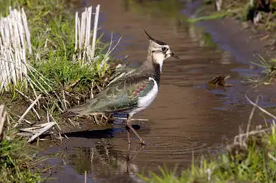 AFボーグ BORG77EDⅡで撮影した野鳥・タゲリの写真画像