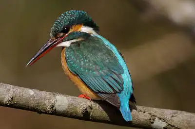 AFボーグ BORG71FLで撮影した野鳥・カワセミの写真画像