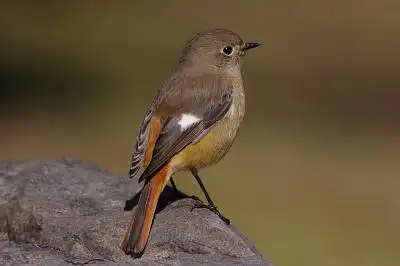 AFボーグ BORG71FLで撮影した野鳥・ジョウビタキの写真画像