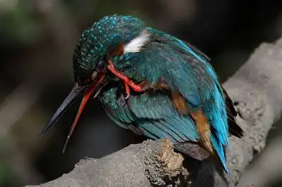 AFボーグ BORG90FLで撮影した野鳥・カワセミの写真画像