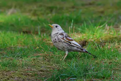 AFボーグ BORG71FLで撮影した野鳥・ユキホオジロの写真画像