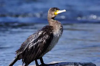 AFボーグ BORG71FLで撮影した野鳥・ウの写真画像