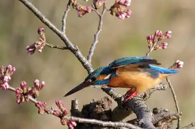 AFボーグ BORG90FLで撮影した野鳥・カワセミの写真画像