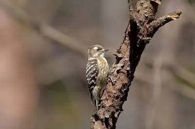 BORG71FLで撮影した野鳥・コゲラの写真画像