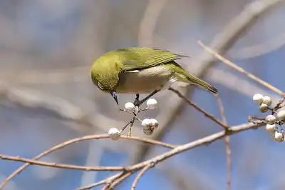 BORG71FLで撮影した野鳥・メジロの写真画像