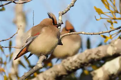 BORG71FLで撮影した野鳥・ヒレンジャクの写真画像