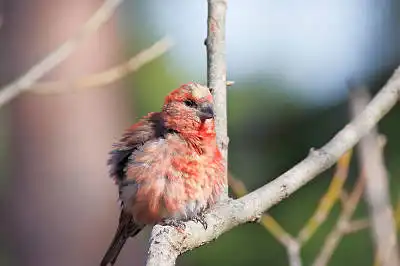BORG71FLで撮影した野鳥・オオマシコの写真画像