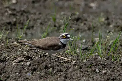 AFボーグ BORG71FLで撮影した野鳥・コチドリの写真画像