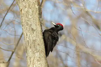 BORG71FLで撮影した野鳥・クマゲラの写真画像